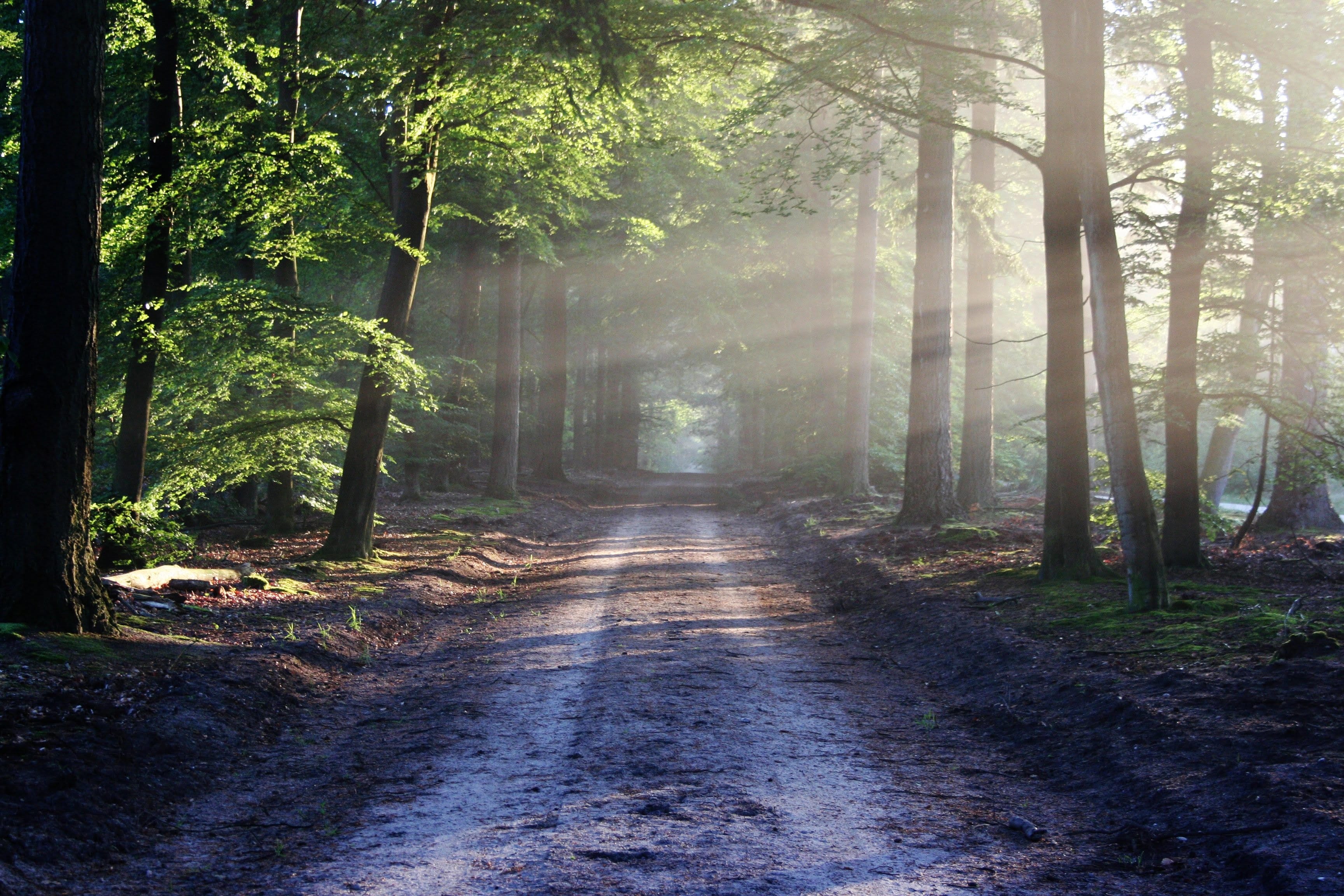 Fitness Tuscany - forest bathing