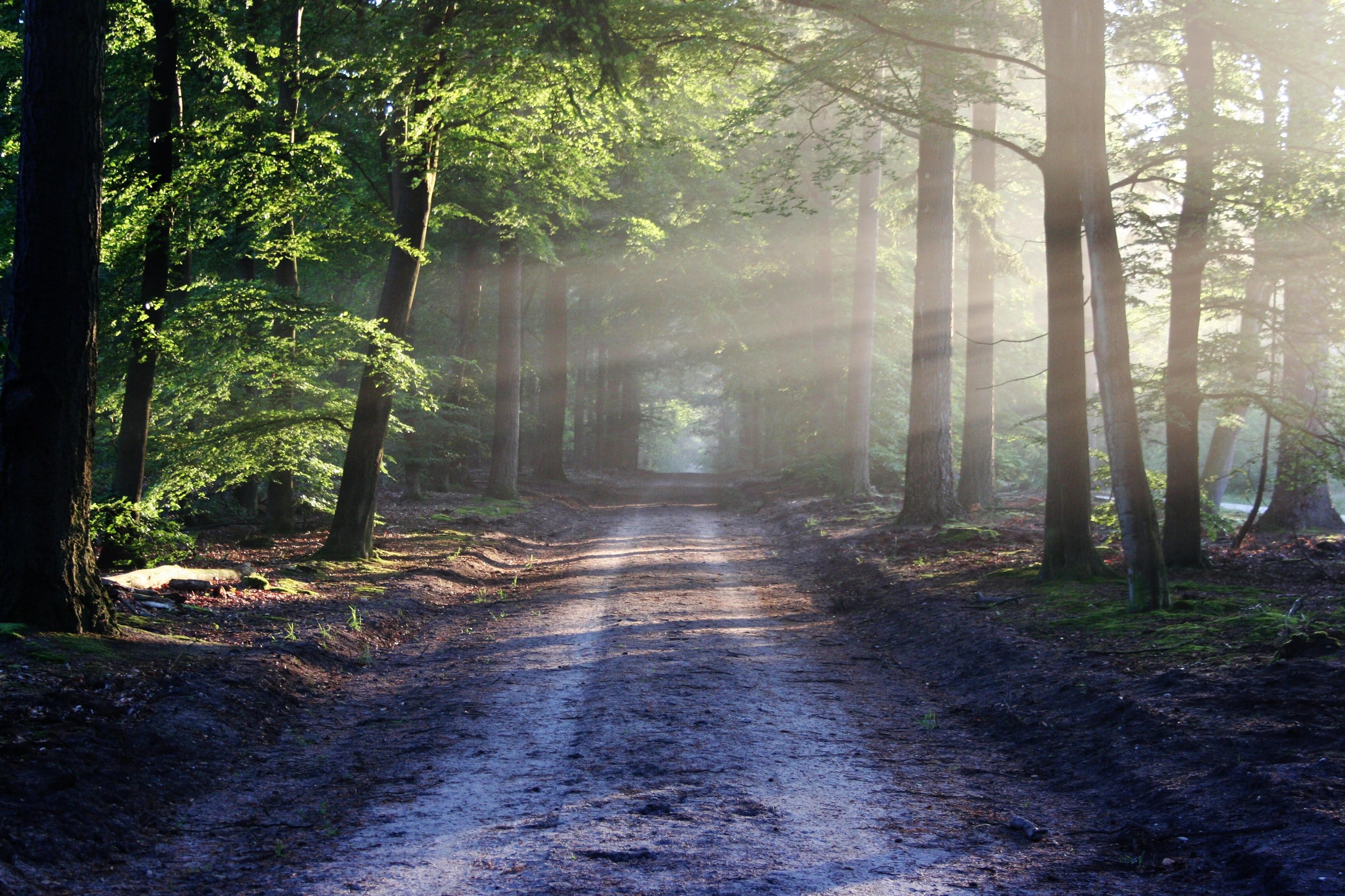 Fitness Tuscany - forest theraphy