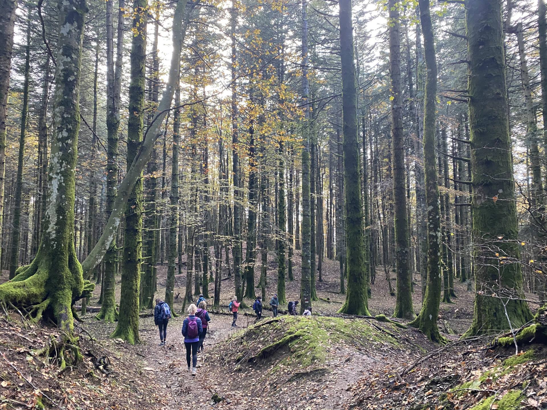 Fitness Tuscany - trekking foreste casentino